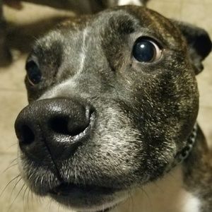 Meet your Posher, Chad